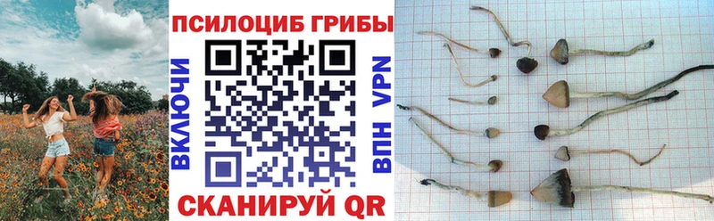 где купить наркоту  Соль-Илецк  Псилоцибиновые грибы ЛСД 